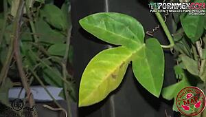 The Mexican gardener sucks my big tits while I toy with his monster cock.