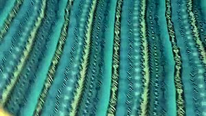 Argentina Likes It All On Her Face