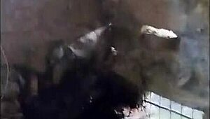 the prostitute gets a good fuck in the river