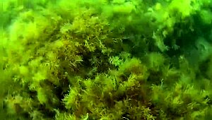 Crazy Diver Spies And Films Me Flashing Hairy Pussy In The Sea