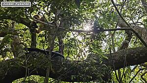 Aproveito da Minha Humildade Só Pra Mim Ajudar, Mas Que Safadeza na Floresta com Essa Morena!