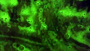 Mzkiwi Tries Anal For The 1st Time!