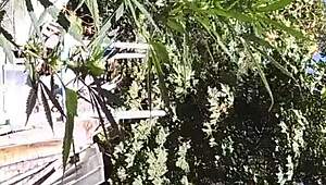 hot suck and fuck in the 420 patch