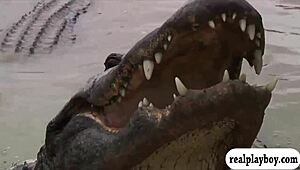 Lovely Babes In Bikinis Visit Cranky Crocs