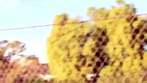 Blonde Step Mom Cravin’ Some Interracial Lovin’, Ya Know? Payton Leigh Takes It All!