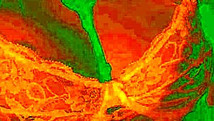 Bluee asks 'lick my pussy harder?' showing pleasure.