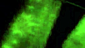 First amateur porn with curvy couple