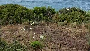 Petite Milf Couple Does Homemade Blowjob Outdoors In Nature During Cyprus Trip. She Sucks Me Wildly.