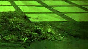 rough group outdoor activity in high definition