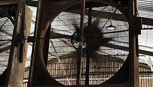 Mistress april dominates in the rose garden