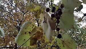 Romantic Lesbian Sex in Autumn Hut, Reaching Orgasm.