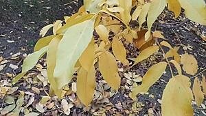 Romantic Lesbian Sex in Autumn Hut, Reaching Orgasm.