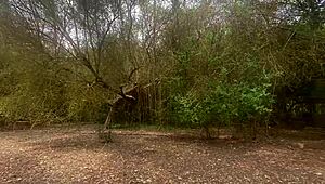 Stepbrother gets blowjob on mountain excursion, cums in mouth