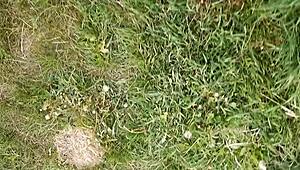 during lunch break village girl masturbates her pussy?