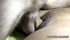 ebony girlfriend takes big white cock and gets creampie