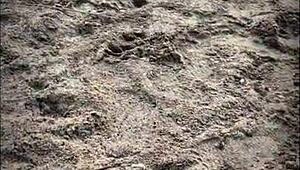 Sexo publico en la playa una desconocida me hace una mamada en la playa