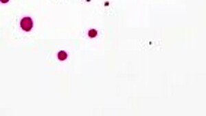 Hot Milf Ophelia Kaan Relieves Her Step Son's Stress With Intense Blowjob And Cum In Mouth.