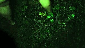 Did I cum inside my wife? Yes, and washed her holes with pee in the garage