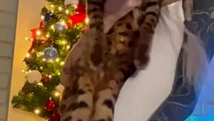 My christmas video here, check it out with toys and dildo