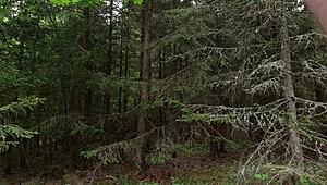 chubbykaot in the woods and playing