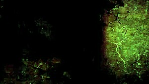 vintage erotic hairy illustrations explode with raw antique passion!