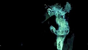 Vintage Lesbians with Hairy Pussies Scissor and Face Sit in Retro Group Play