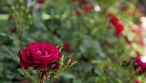 back in college my indian friend finally fucked me after hanging out with our group