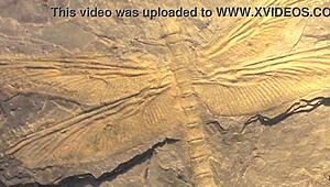 Dark Lantern Unveils Dragonfly's Retro Beaver Orgy Secrets